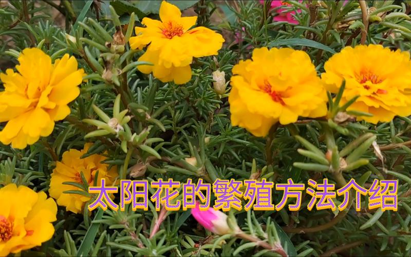 太阳花繁殖方式是什么,太阳花繁殖和栽培方法?-第3张图片-优品飞百科 太阳花繁殖方式是什么,太阳花繁殖和栽培方法?-第3张图片-优品飞百科