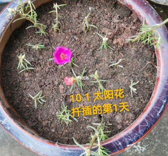 太阳花繁殖方式是什么,太阳花繁殖和栽培方法?-第4张图片-优品飞百科 太阳花繁殖方式是什么,太阳花繁殖和栽培方法?-第4张图片-优品飞百科