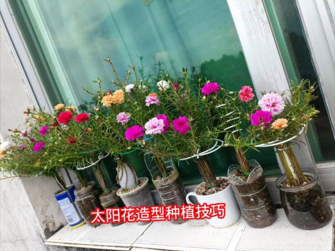 太阳花繁殖方式是什么,太阳花繁殖和栽培方法?-第6张图片-优品飞百科 太阳花繁殖方式是什么,太阳花繁殖和栽培方法?-第6张图片-优品飞百科