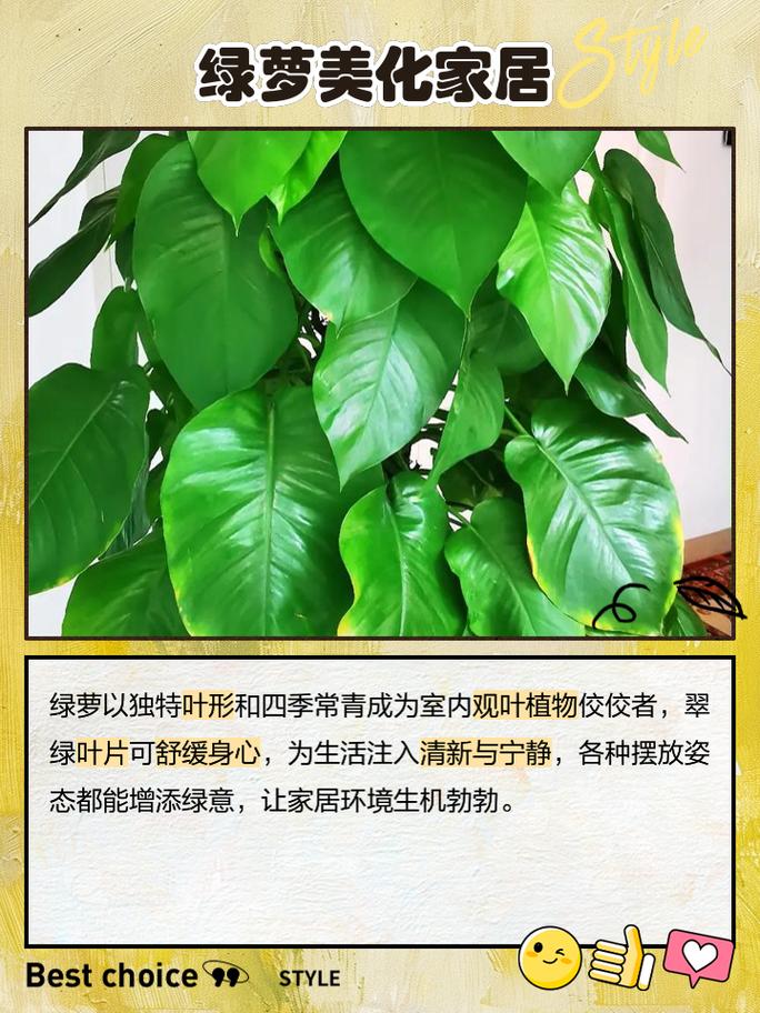 绿萝水养多少天换水，绿萝水养多少天换水比较好-第2张图片-优品飞百科