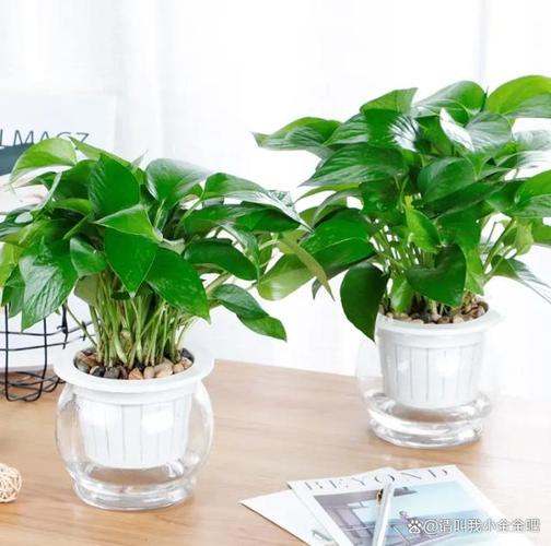 绿萝水养多少天换水，绿萝水养多少天换水比较好-第3张图片-优品飞百科