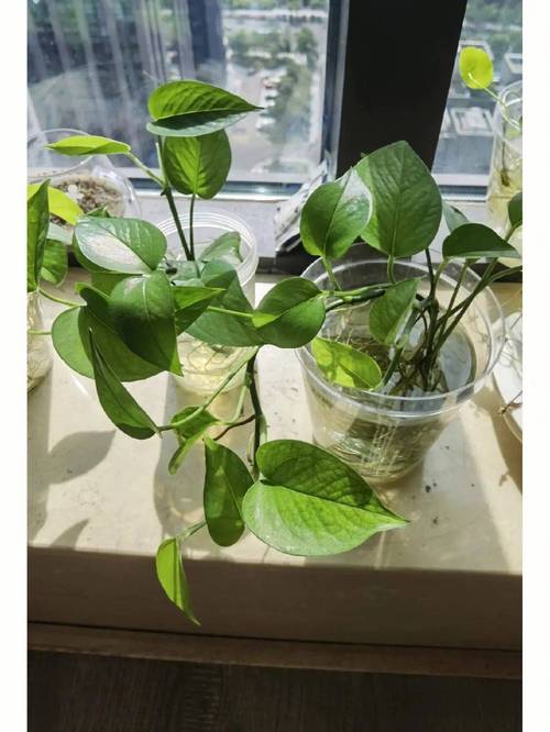 绿萝水养多少天换水，绿萝水养多少天换水比较好-第4张图片-优品飞百科