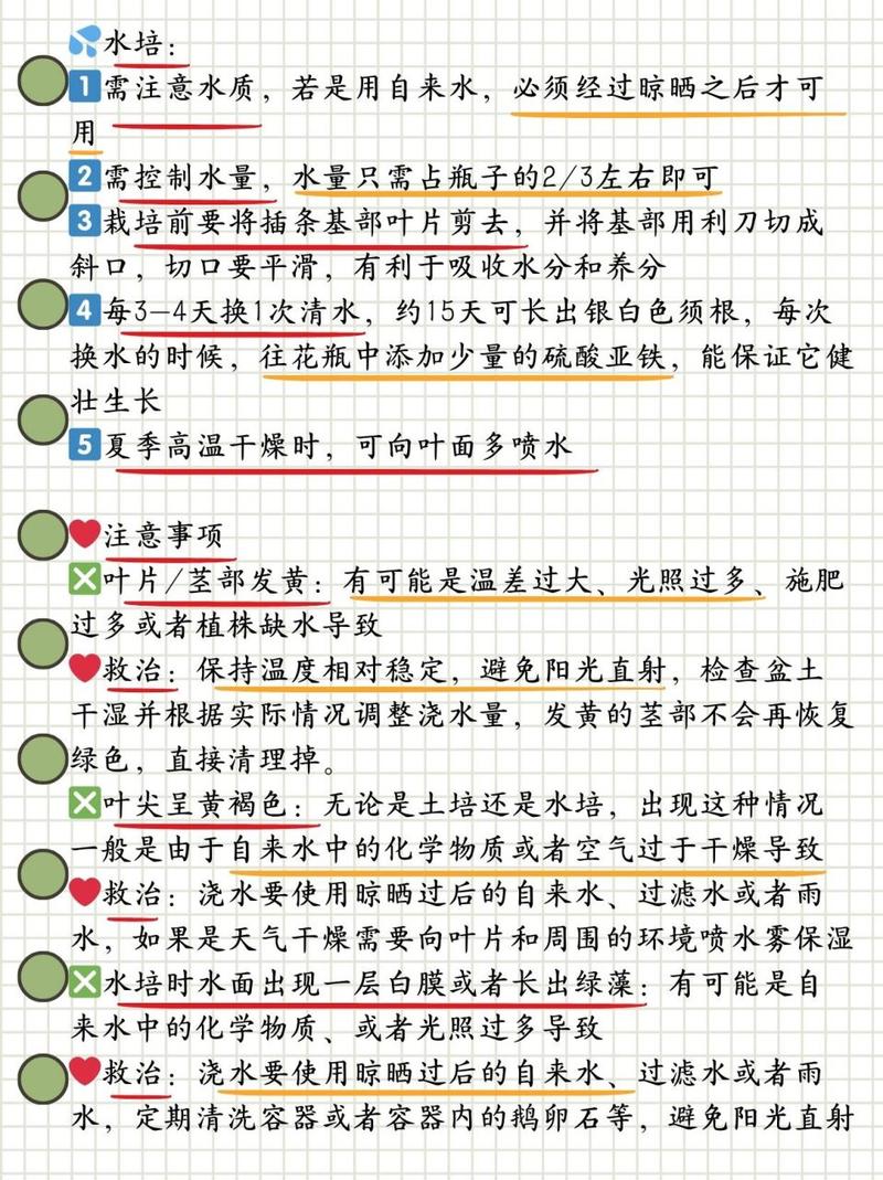 富贵竹的种植方法，富贵竹的种植方法和过程