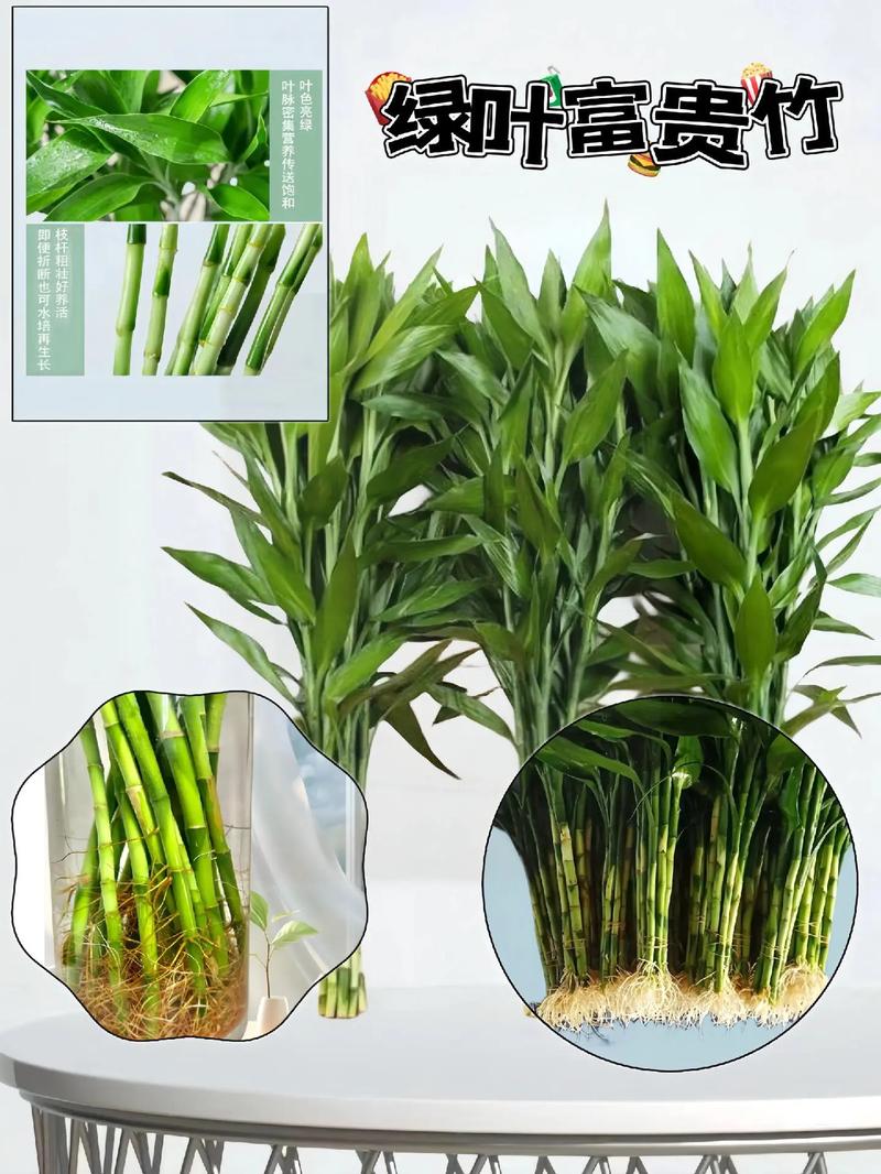 富贵竹的种植方法,富贵竹的种植方法和过程-第5张图片-优品飞百科 富贵竹的种植方法,富贵竹的种植方法和过程-第5张图片-优品飞百科