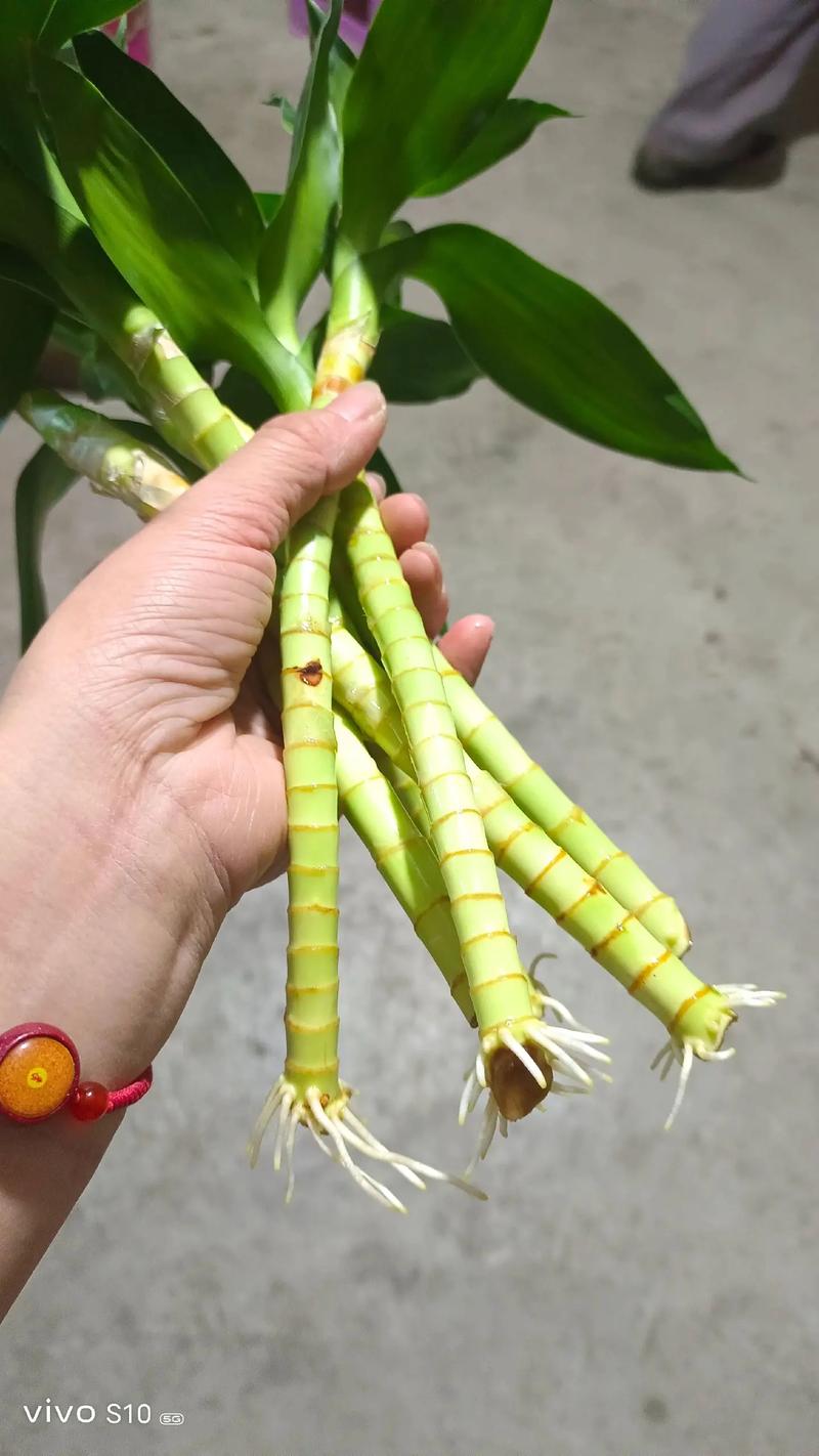 富贵竹的种植方法,富贵竹的种植方法和过程-第7张图片-优品飞百科 富贵竹的种植方法,富贵竹的种植方法和过程-第7张图片-优品飞百科