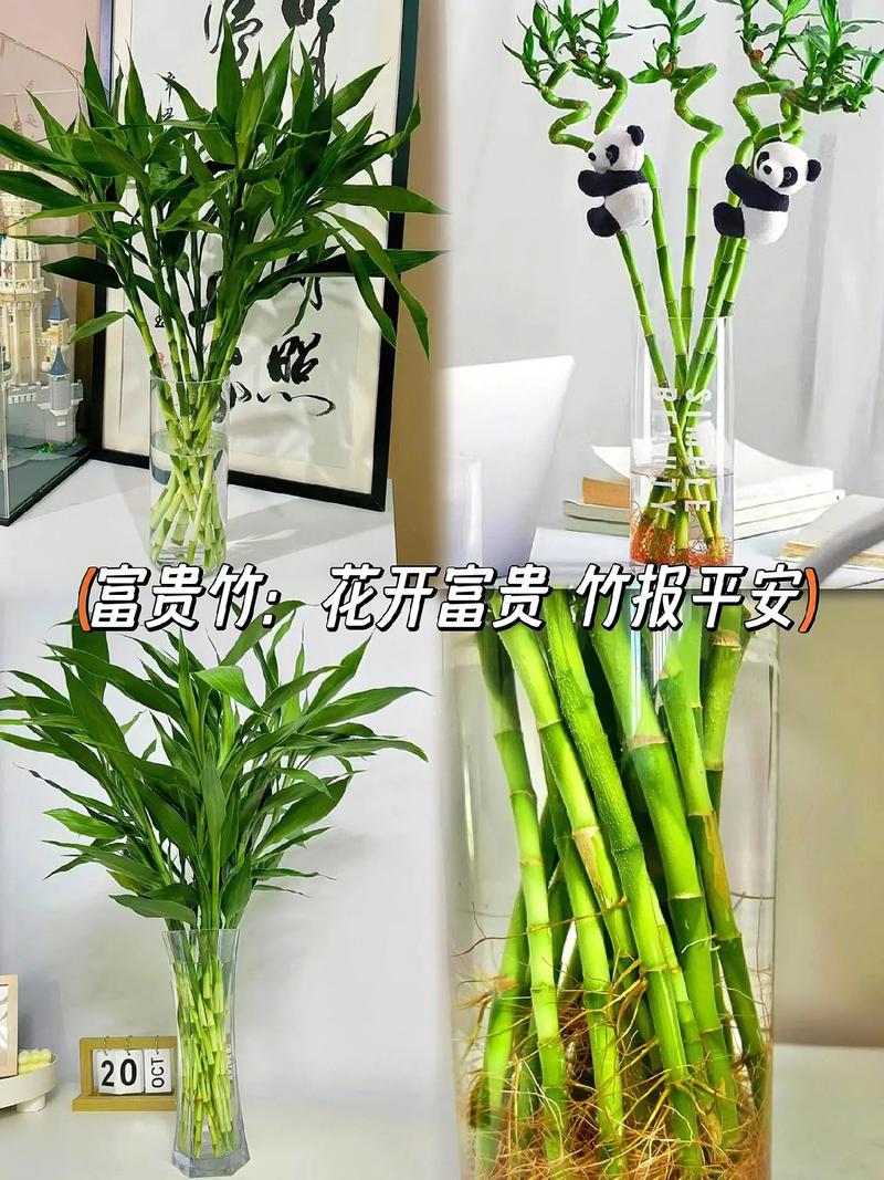 富贵竹的种植方法,富贵竹的种植方法和过程-第8张图片-优品飞百科 富贵竹的种植方法,富贵竹的种植方法和过程-第8张图片-优品飞百科