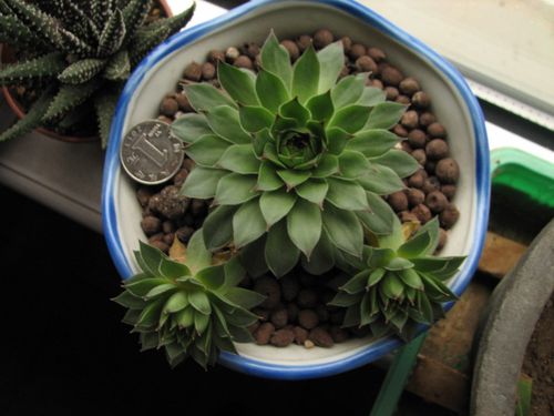 屋卷绢修剪方法，卷绢怎么养？