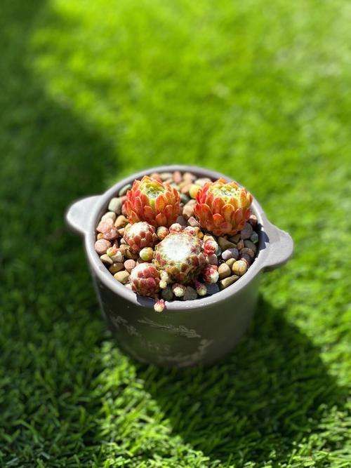 屋卷绢修剪方法，卷绢怎么养？-第2张图片-优品飞百科