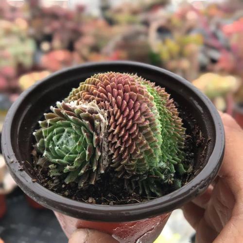 屋卷绢修剪方法，卷绢怎么养？-第3张图片-优品飞百科