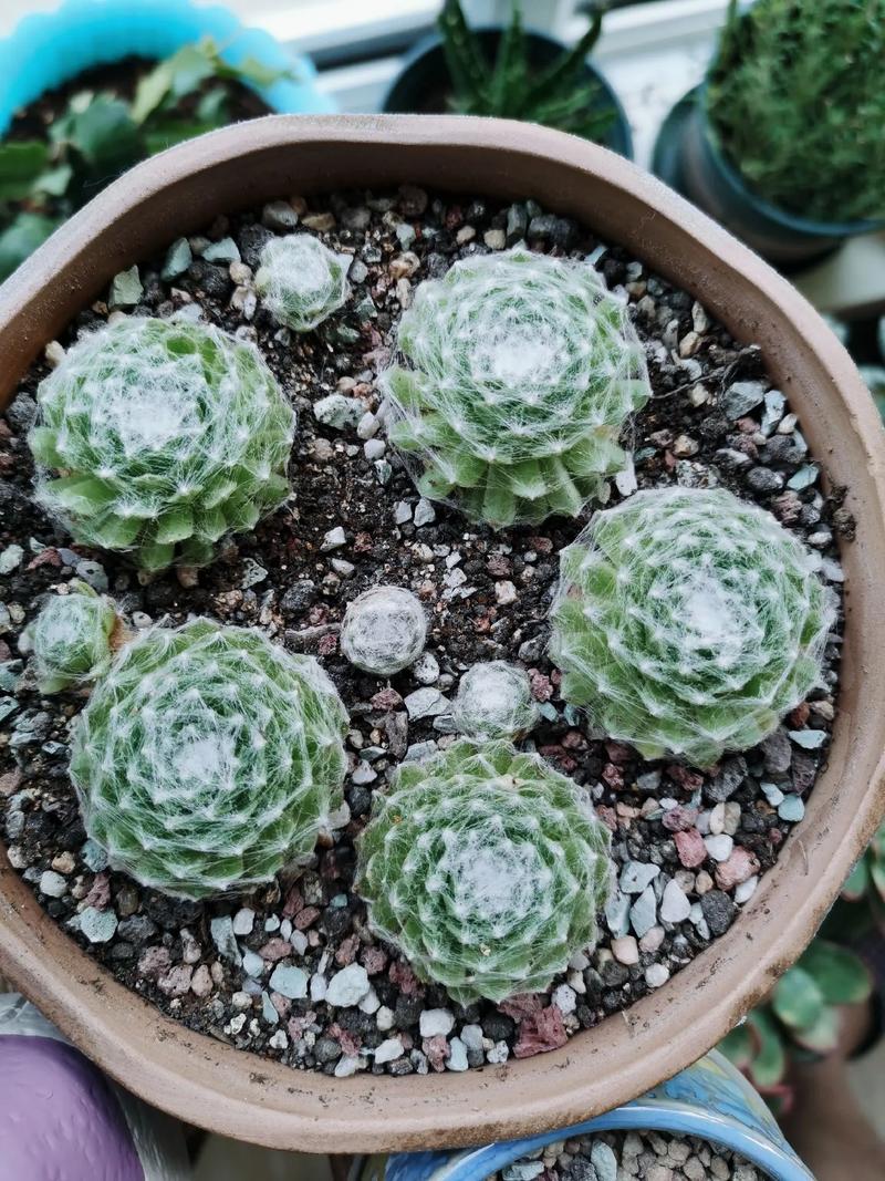 屋卷绢修剪方法，卷绢怎么养？-第4张图片-优品飞百科