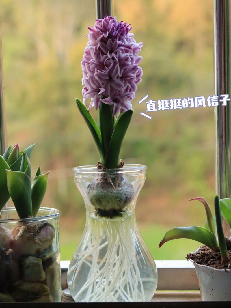 水培风信子多久换一次水？水培风信子只能养一年么?？