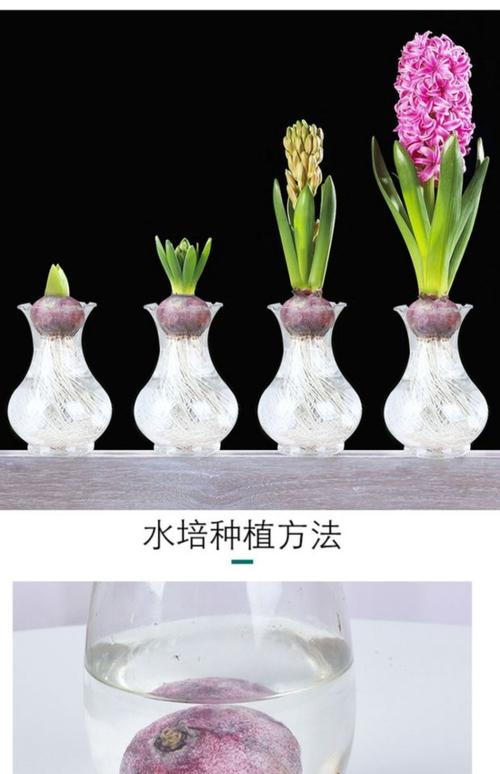 水培风信子多久换一次水？水培风信子只能养一年么?？-第4张图片-优品飞百科