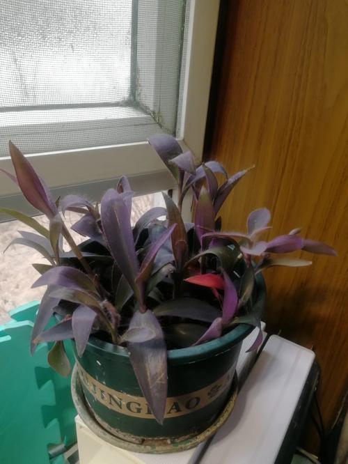 盆栽紫竹梅怎么养，紫竹梅如何爆盆