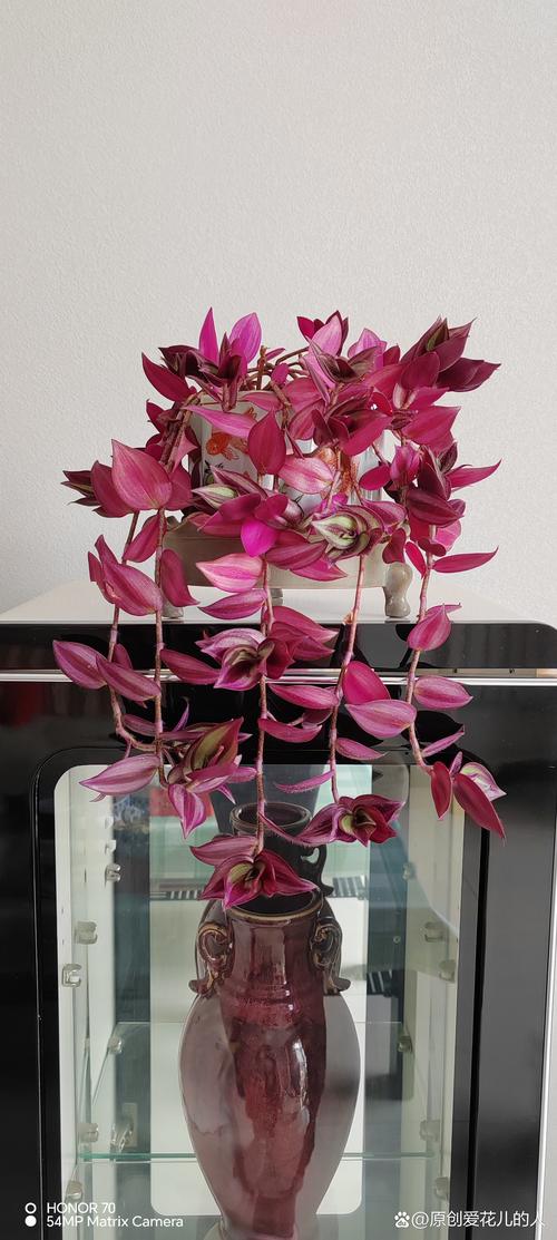 盆栽紫竹梅怎么养,紫竹梅如何爆盆-第3张图片-优品飞百科 盆栽紫竹梅怎么养,紫竹梅如何爆盆-第3张图片-优品飞百科