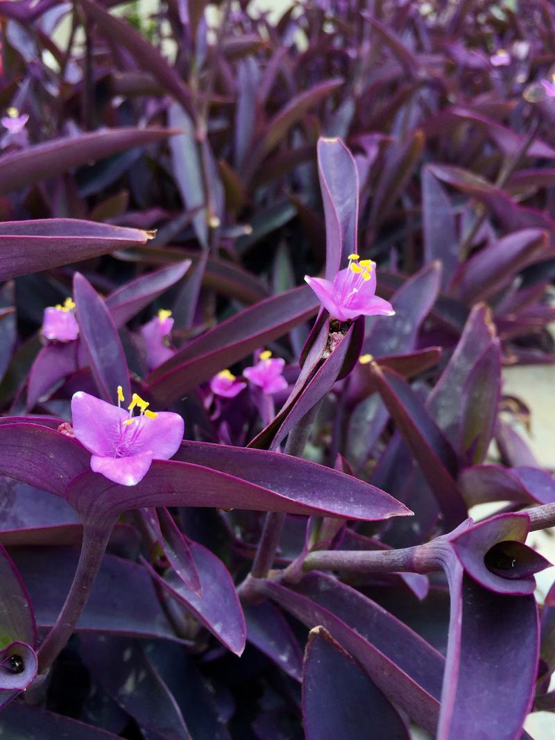 盆栽紫竹梅怎么养,紫竹梅如何爆盆-第2张图片-优品飞百科 盆栽紫竹梅怎么养,紫竹梅如何爆盆-第2张图片-优品飞百科