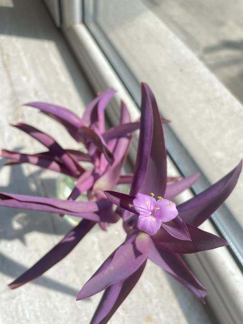 盆栽紫竹梅怎么养,紫竹梅如何爆盆-第4张图片-优品飞百科 盆栽紫竹梅怎么养,紫竹梅如何爆盆-第4张图片-优品飞百科