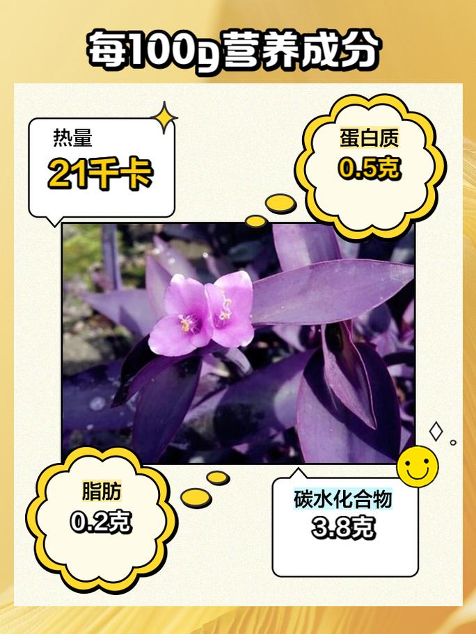 盆栽紫竹梅怎么养,紫竹梅如何爆盆-第5张图片-优品飞百科 盆栽紫竹梅怎么养,紫竹梅如何爆盆-第5张图片-优品飞百科