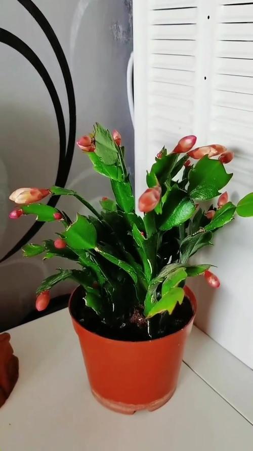 蟹爪兰花期怎么浇水，蟹爪兰花期怎么浇水施肥