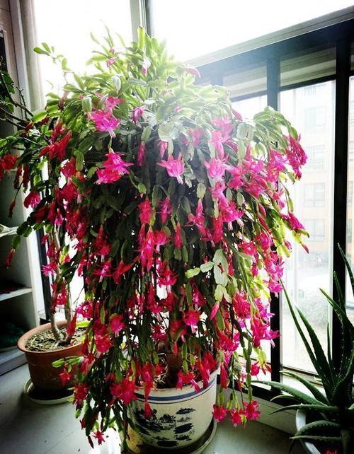 蟹爪兰花期怎么浇水，蟹爪兰花期怎么浇水施肥-第2张图片-优品飞百科