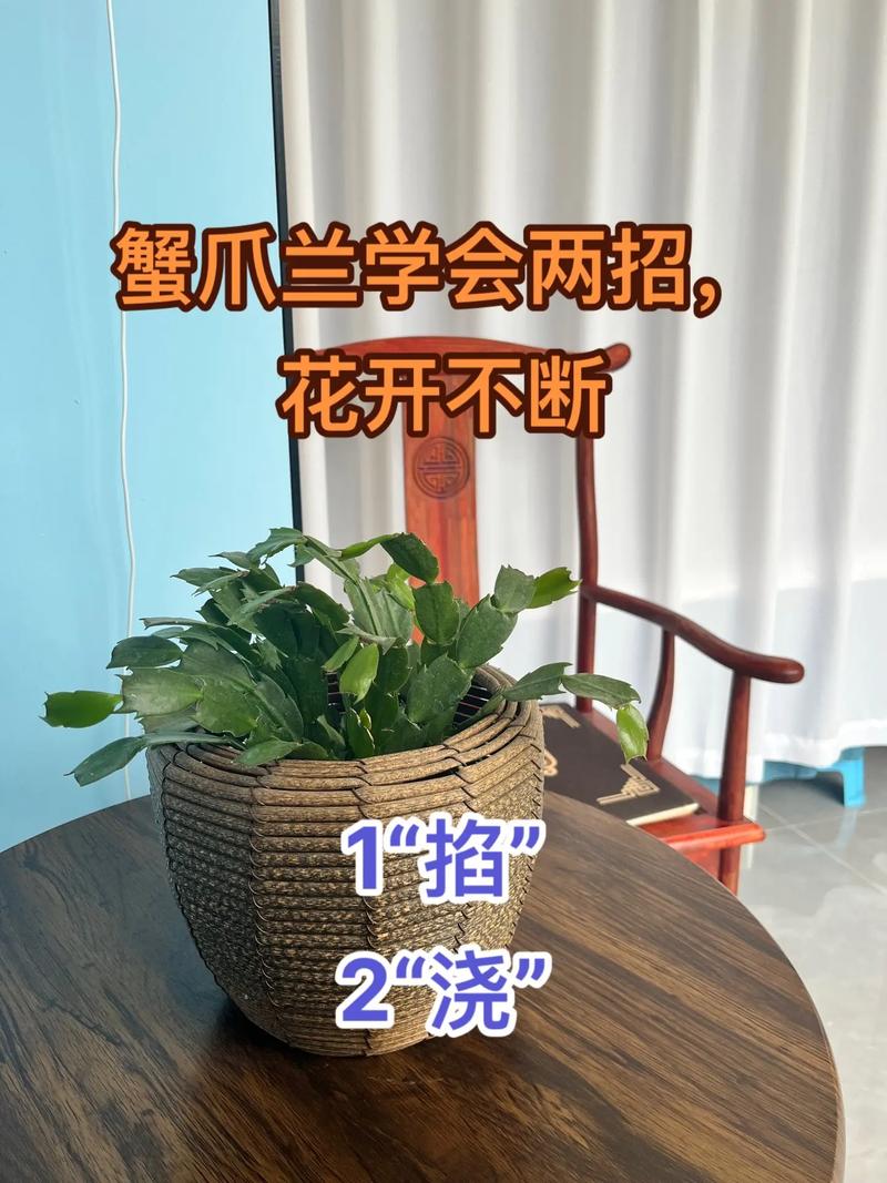 蟹爪兰花期怎么浇水，蟹爪兰花期怎么浇水施肥-第3张图片-优品飞百科