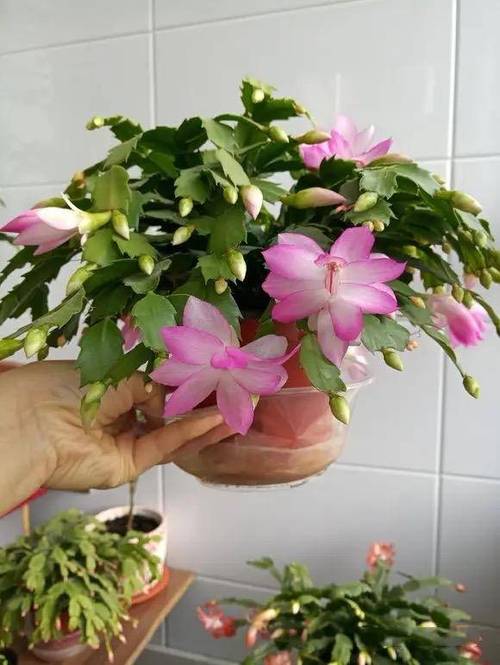 蟹爪兰花期怎么浇水，蟹爪兰花期怎么浇水施肥-第5张图片-优品飞百科