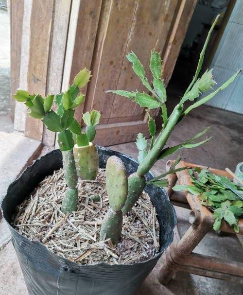 蟹爪兰花期怎么浇水，蟹爪兰花期怎么浇水施肥-第4张图片-优品飞百科