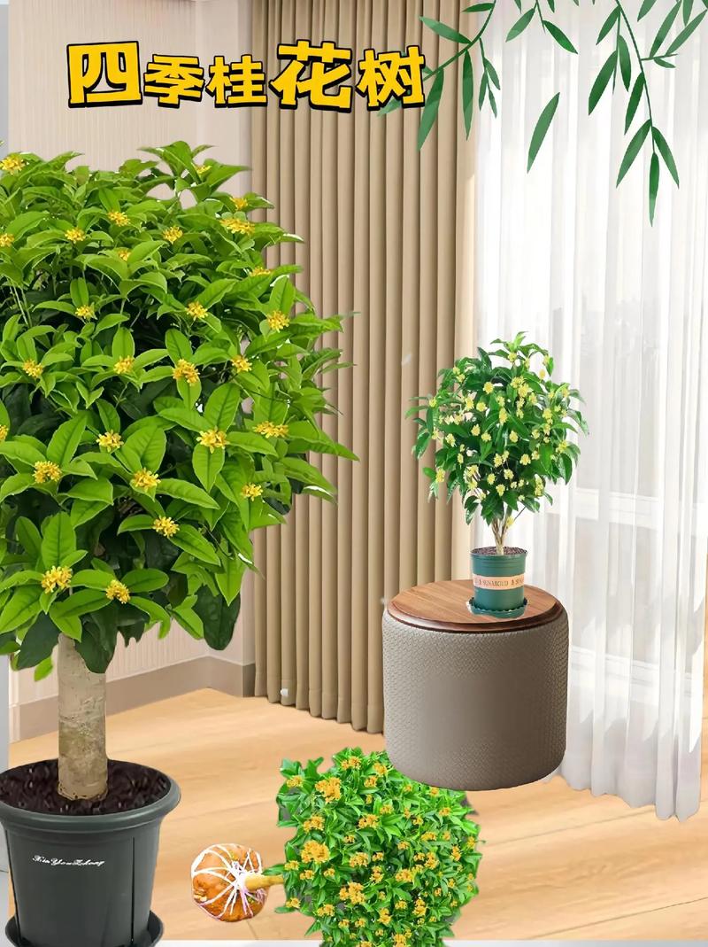 适合北方室内养的盆景有什么，适合在北方室内养的盆景？