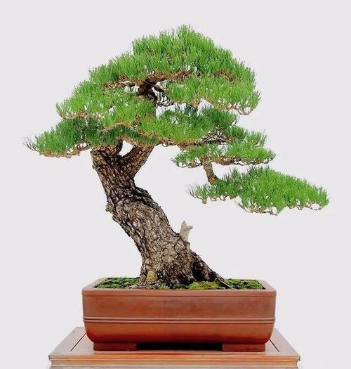 适合北方室内养的盆景有什么，适合在北方室内养的盆景？-第4张图片-优品飞百科