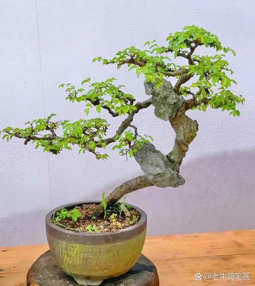 适合北方室内养的盆景有什么，适合在北方室内养的盆景？-第3张图片-优品飞百科