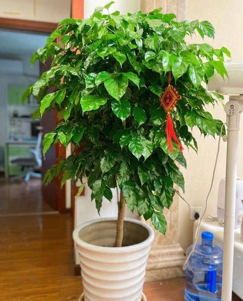 适合北方室内养的盆景有什么，适合在北方室内养的盆景？-第5张图片-优品飞百科