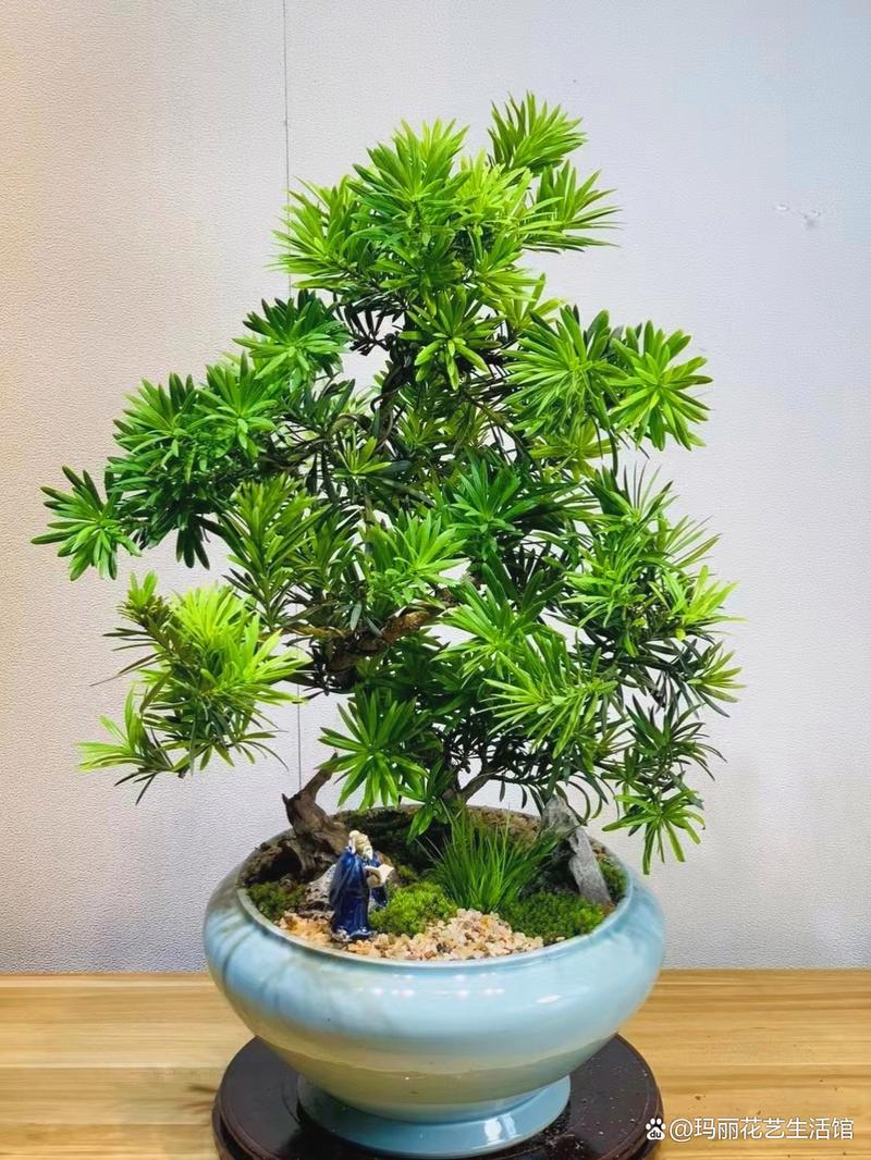 适合北方室内养的盆景有什么，适合在北方室内养的盆景？-第6张图片-优品飞百科