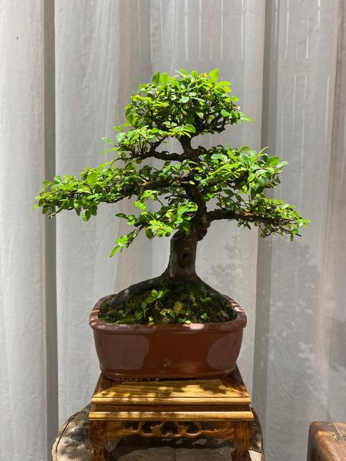 适合北方室内养的盆景有什么，适合在北方室内养的盆景？-第8张图片-优品飞百科