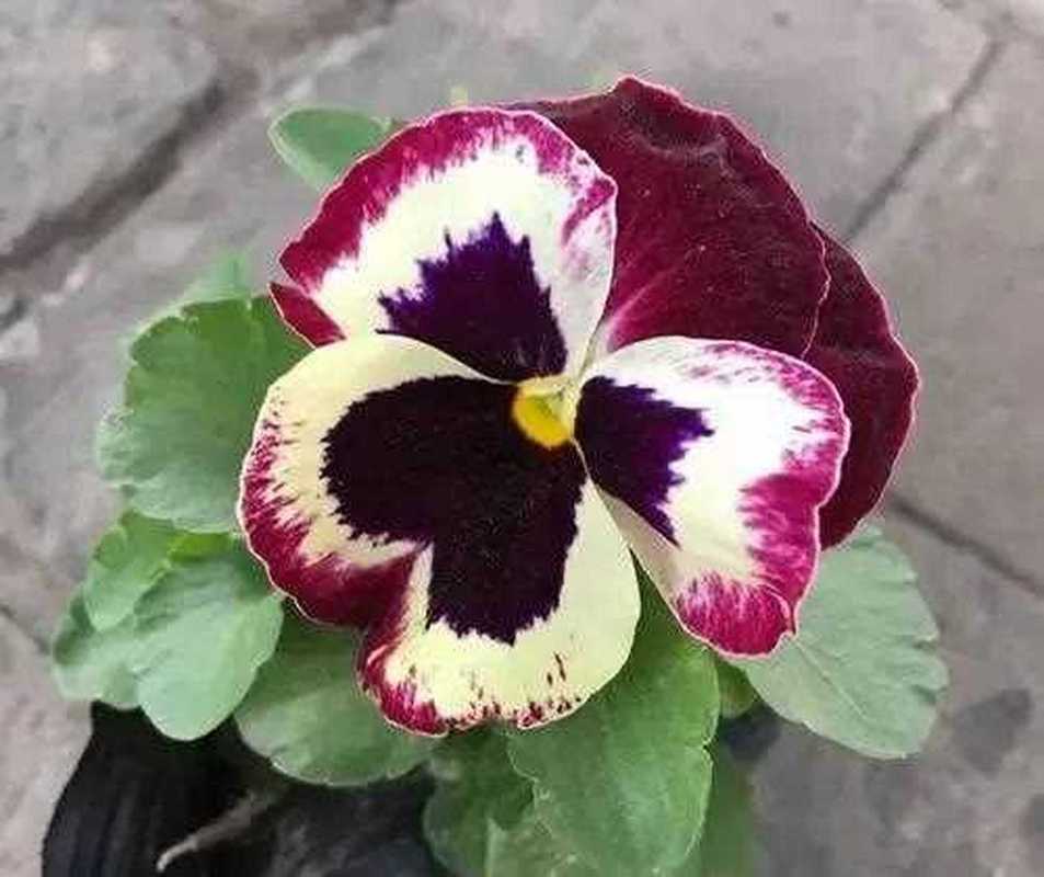 三色堇怎么扦插？三色堇怎么扦插比较好？