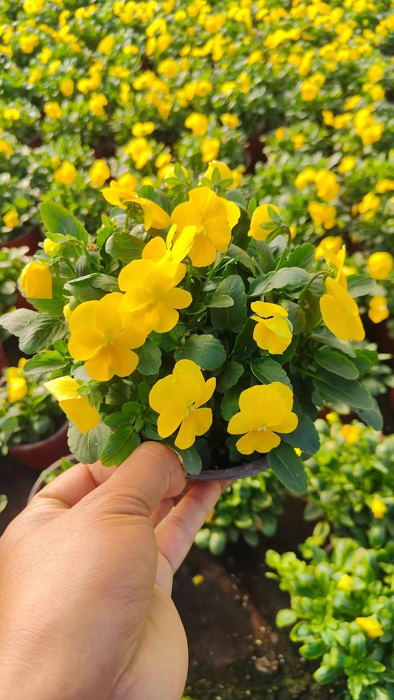 三色堇怎么扦插?三色堇怎么扦插比较好?-第2张图片-优品飞百科 三色堇怎么扦插?三色堇怎么扦插比较好?-第2张图片-优品飞百科