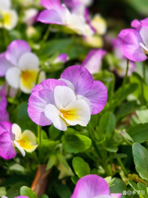 三色堇怎么扦插?三色堇怎么扦插比较好?-第3张图片-优品飞百科 三色堇怎么扦插?三色堇怎么扦插比较好?-第3张图片-优品飞百科