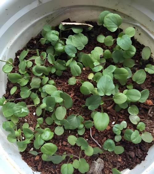 三色堇怎么扦插?三色堇怎么扦插比较好?-第4张图片-优品飞百科 三色堇怎么扦插?三色堇怎么扦插比较好?-第4张图片-优品飞百科