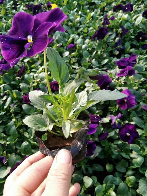 三色堇怎么扦插?三色堇怎么扦插比较好?-第6张图片-优品飞百科 三色堇怎么扦插?三色堇怎么扦插比较好?-第6张图片-优品飞百科