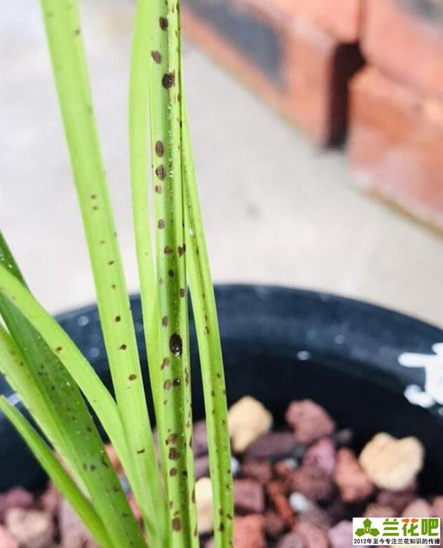 兰花叶子黑点用醋可以吗？兰花叶有黑斑喷什么药？