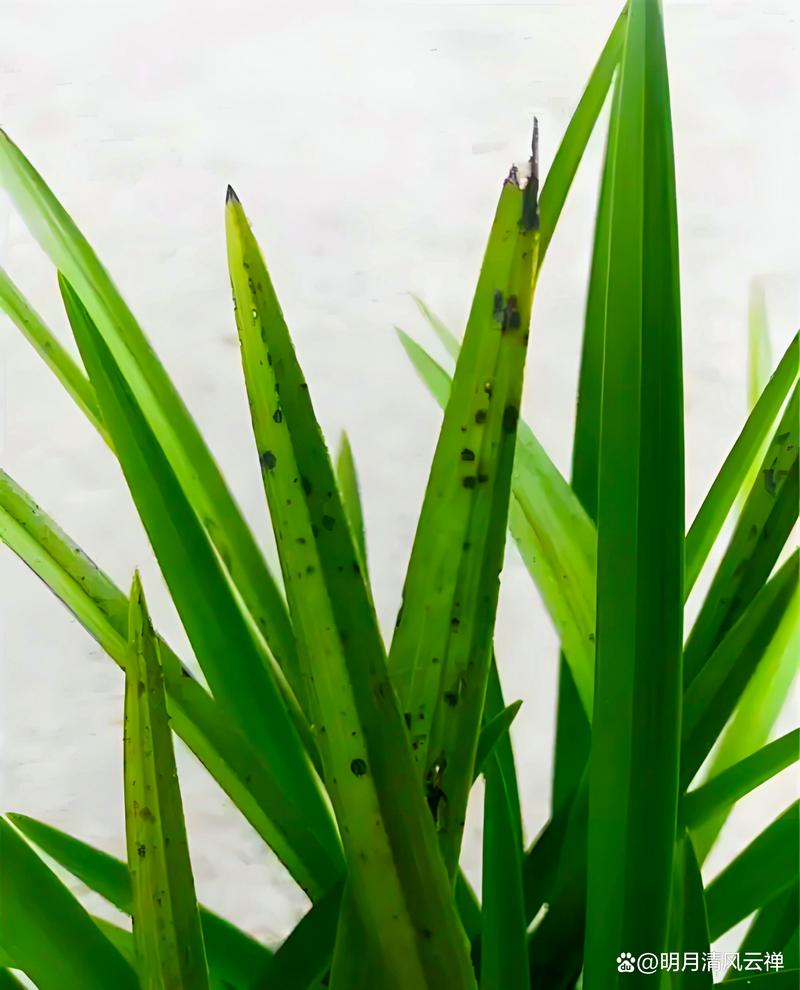 兰花叶子黑点用醋可以吗？兰花叶有黑斑喷什么药？-第2张图片-优品飞百科
