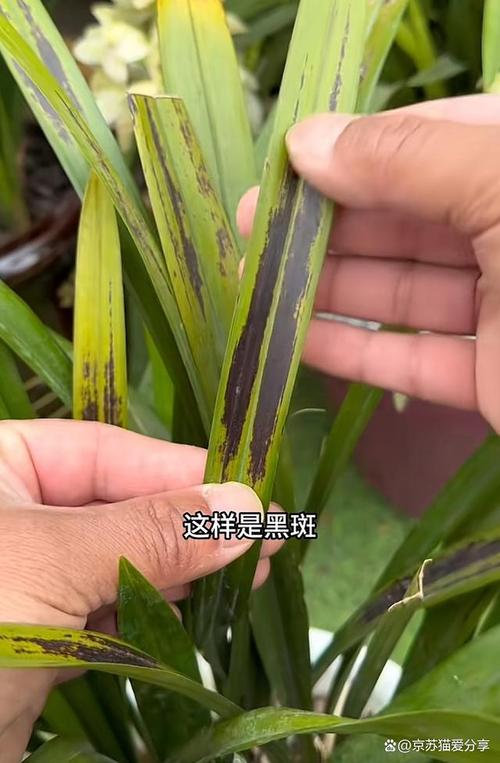 兰花叶子黑点用醋可以吗？兰花叶有黑斑喷什么药？-第3张图片-优品飞百科