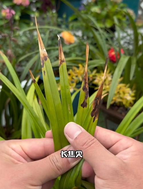 兰花叶子黑点用醋可以吗？兰花叶有黑斑喷什么药？-第5张图片-优品飞百科