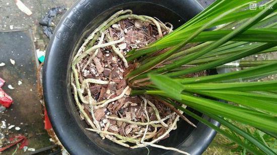 兰花叶子黑点用醋可以吗？兰花叶有黑斑喷什么药？-第6张图片-优品飞百科