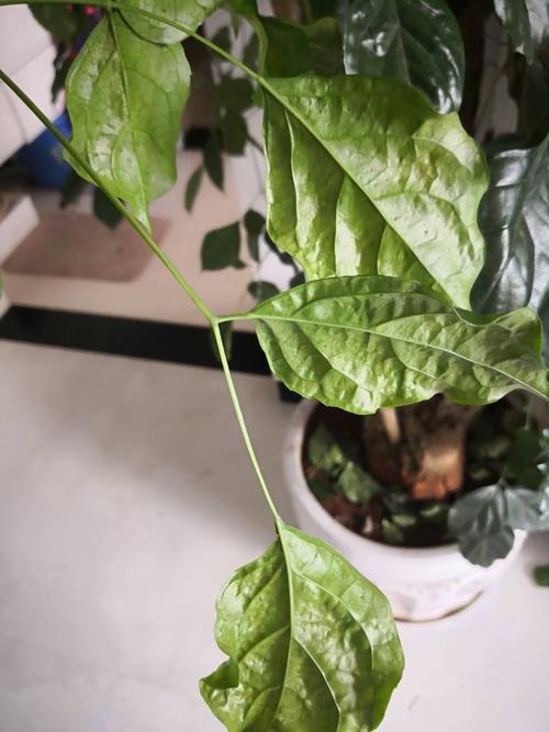 绿元宝叶子干枯怎么办？绿元宝叶尖发黑是什么原因？