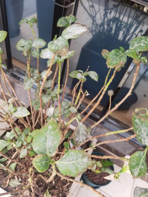 绿元宝叶子干枯怎么办？绿元宝叶尖发黑是什么原因？-第2张图片-优品飞百科