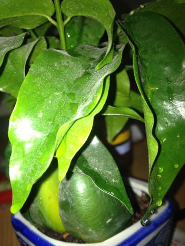 绿元宝叶子干枯怎么办？绿元宝叶尖发黑是什么原因？-第3张图片-优品飞百科