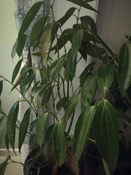 绿元宝叶子干枯怎么办？绿元宝叶尖发黑是什么原因？-第4张图片-优品飞百科