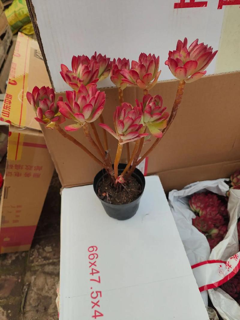 绿元宝叶子干枯怎么办？绿元宝叶尖发黑是什么原因？-第5张图片-优品飞百科