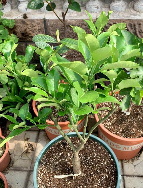 柚子的养殖方法，柚子的养殖方法和注意事项有哪些-第3张图片-优品飞百科