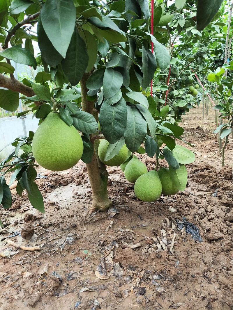 柚子的养殖方法，柚子的养殖方法和注意事项有哪些-第4张图片-优品飞百科