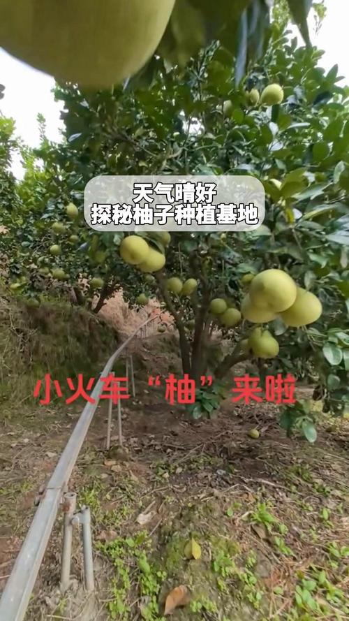 柚子的养殖方法，柚子的养殖方法和注意事项有哪些-第5张图片-优品飞百科